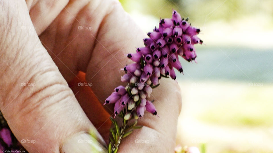 Little Flower Closeup