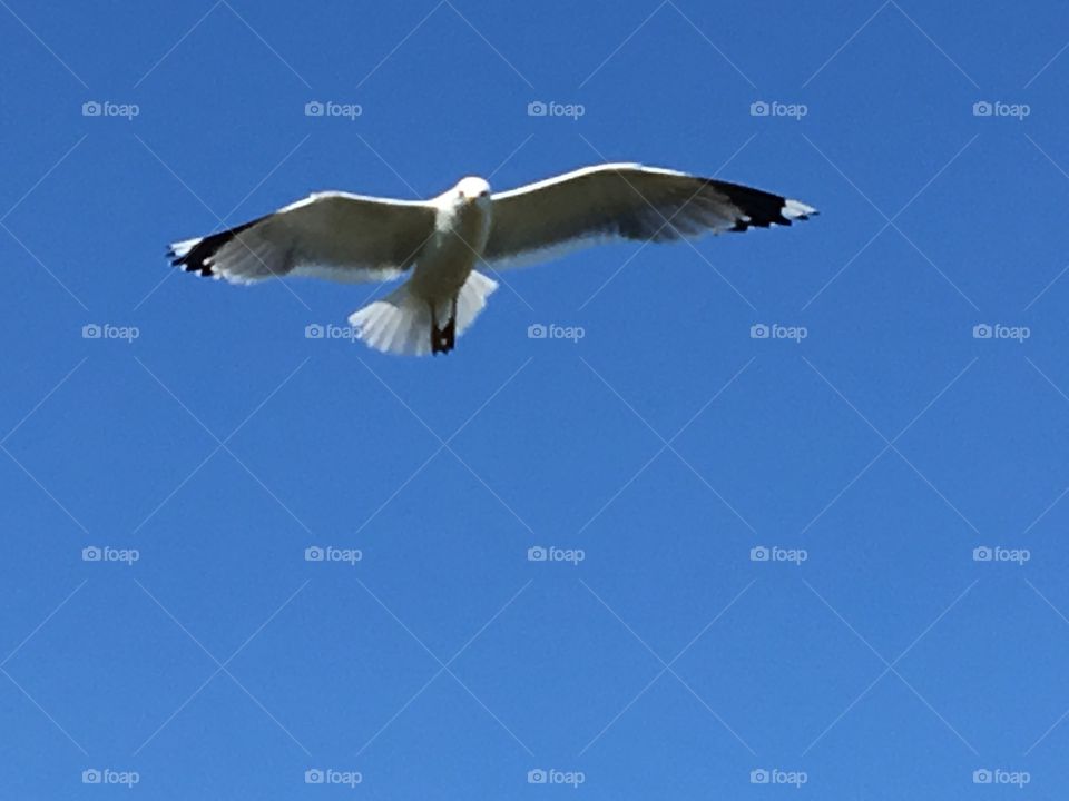 Seagull