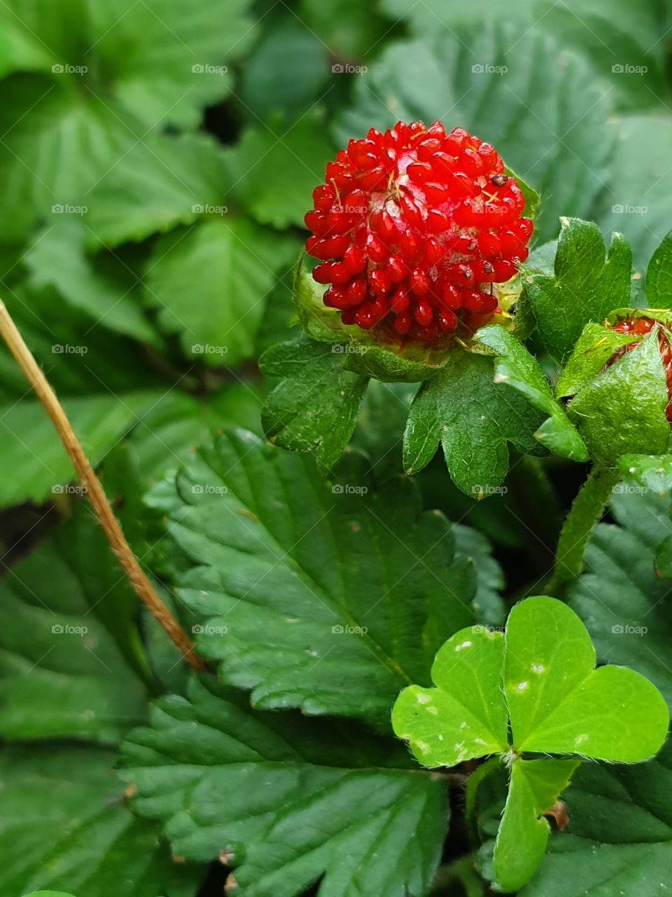 bright juicy wild strawberry in the garden