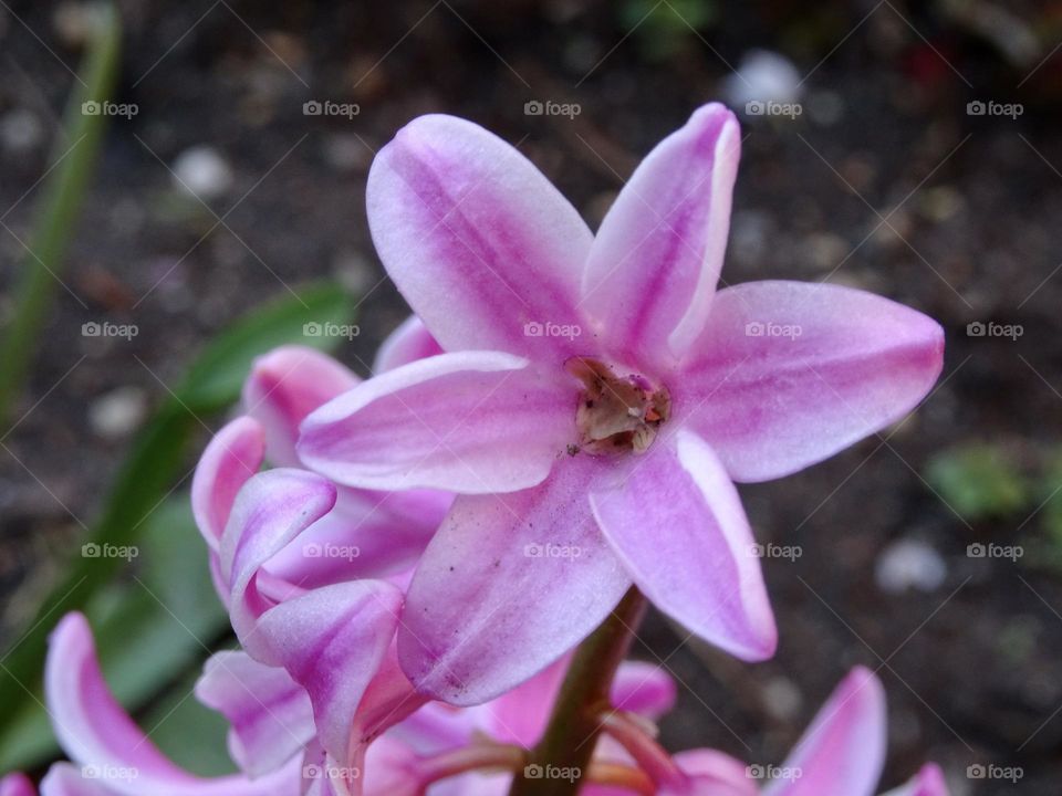 Close up pink hyacinth 