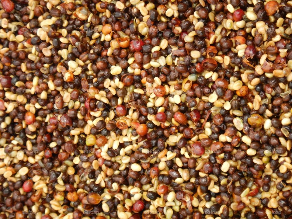 coffee directly from the tree 