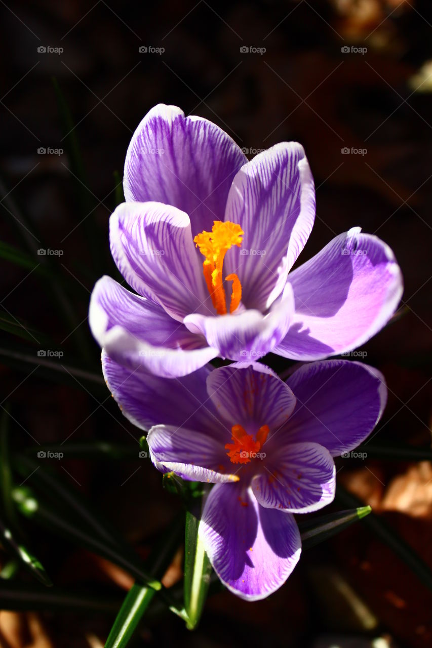 Spring Crocus. Springtime garden finally blooms