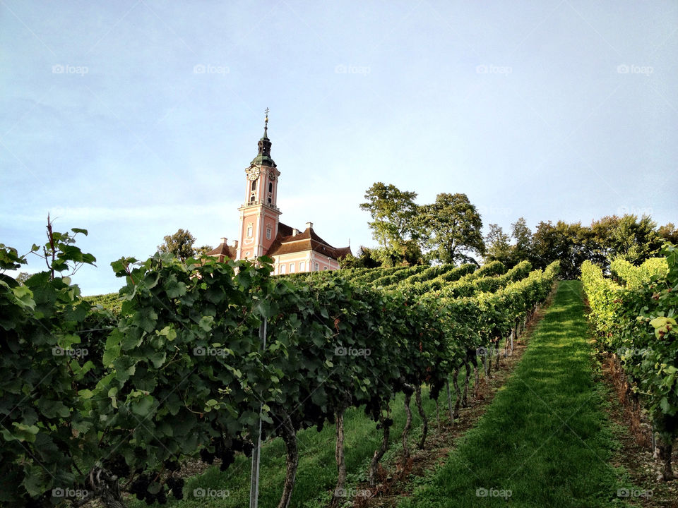 sky vineyard plants church by perfexeon