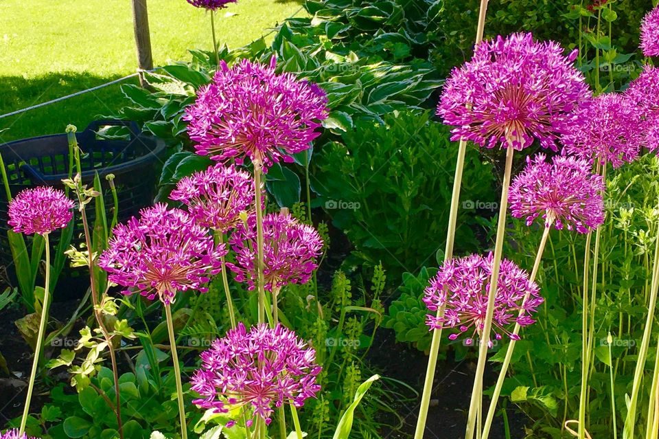 Purple flowers