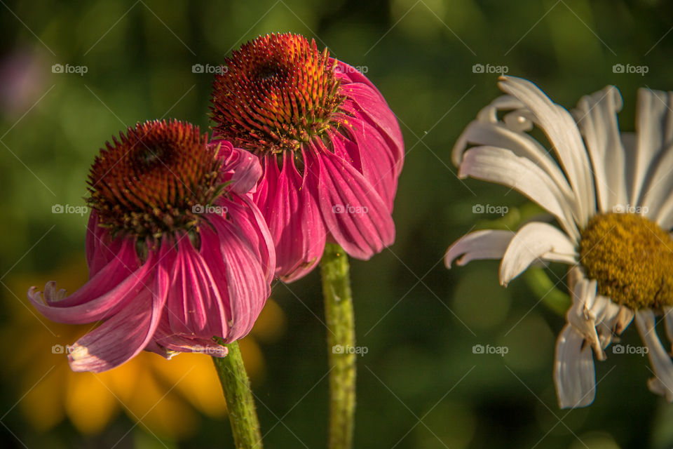 Close-up of a dry flowers