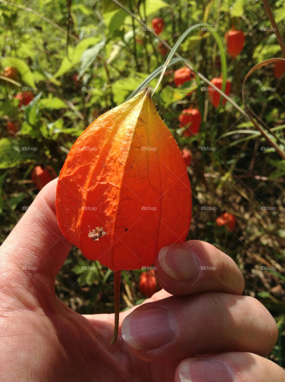 leaf