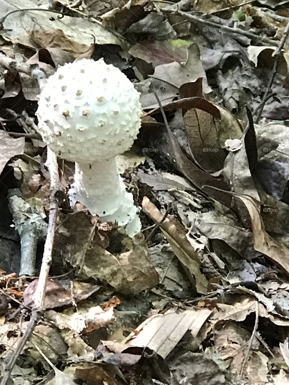 Odd mushrooms/ golf ball