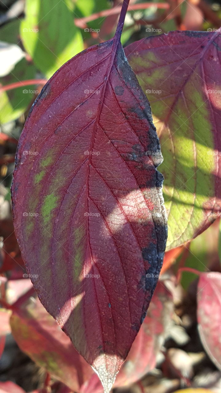 closeup of a Dogwood tree leaf