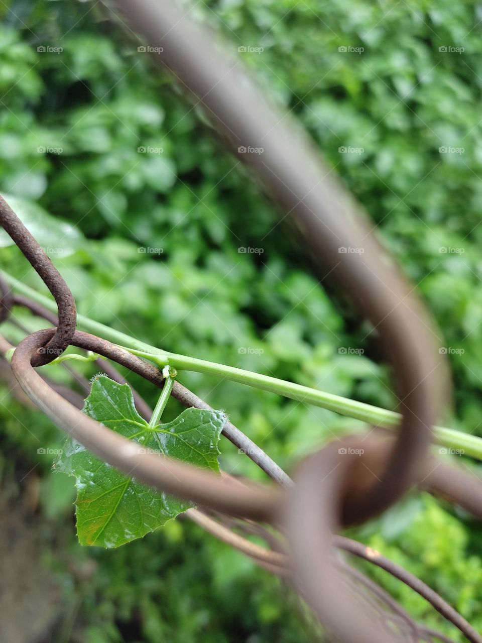 green leaf tangled in fence