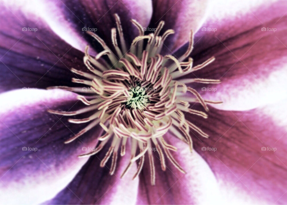 Original Clematis Flower 