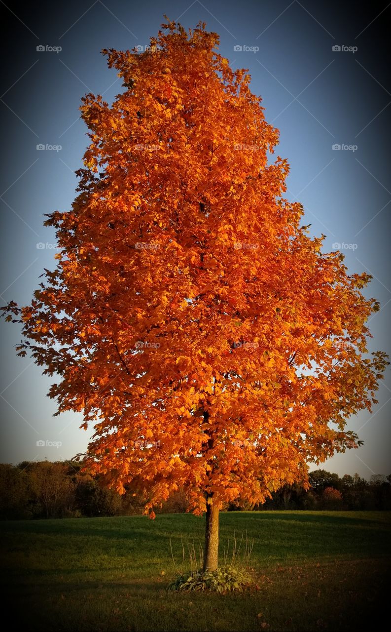 Fall, No Person, Leaf, Tree, Maple