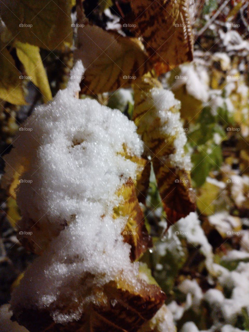snowy grape leaves