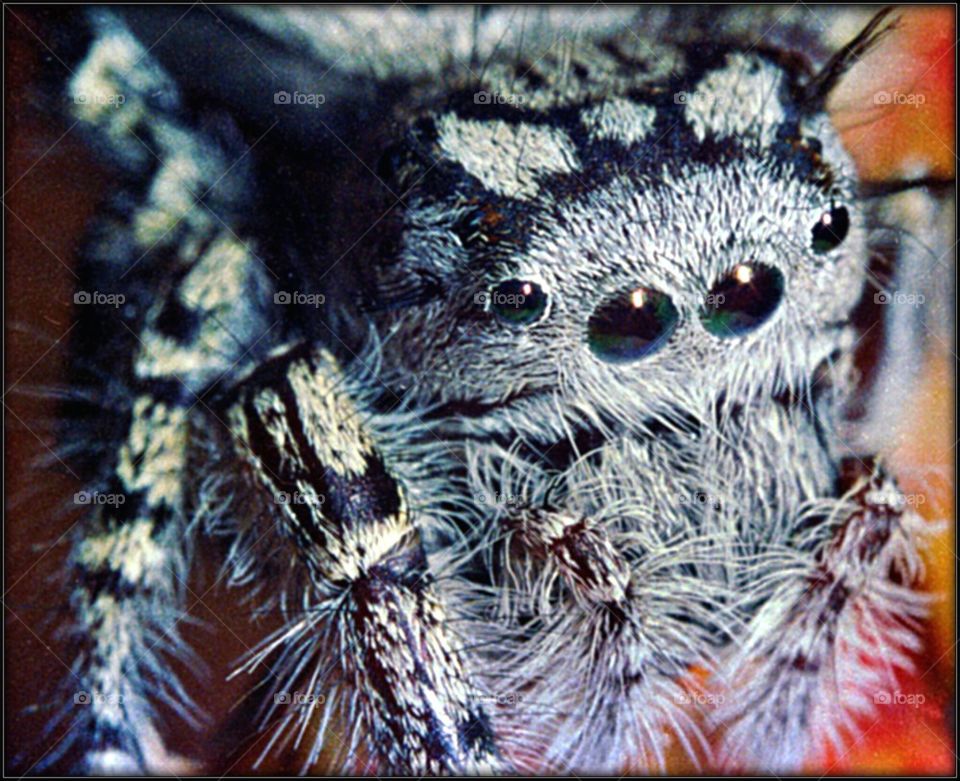 Wolf Spider 