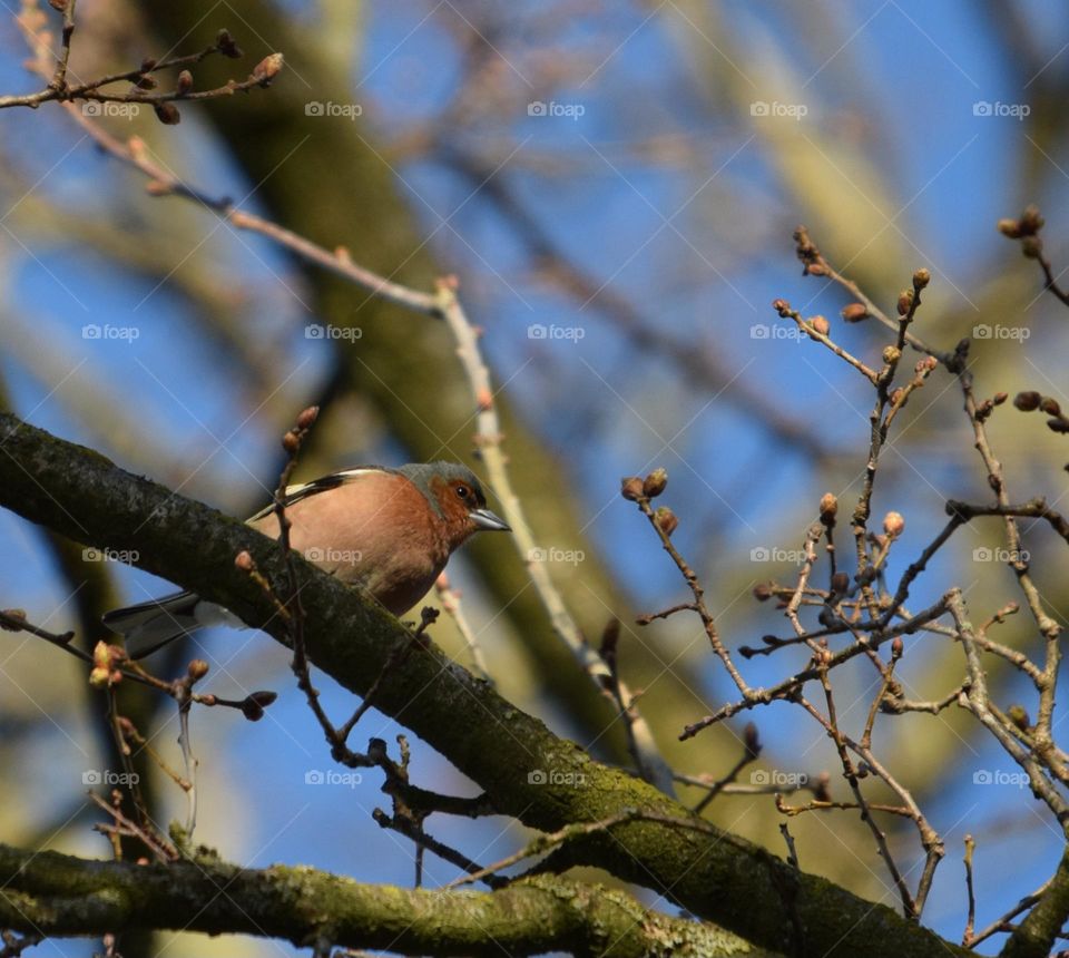 Buchfink im Gestrüpp