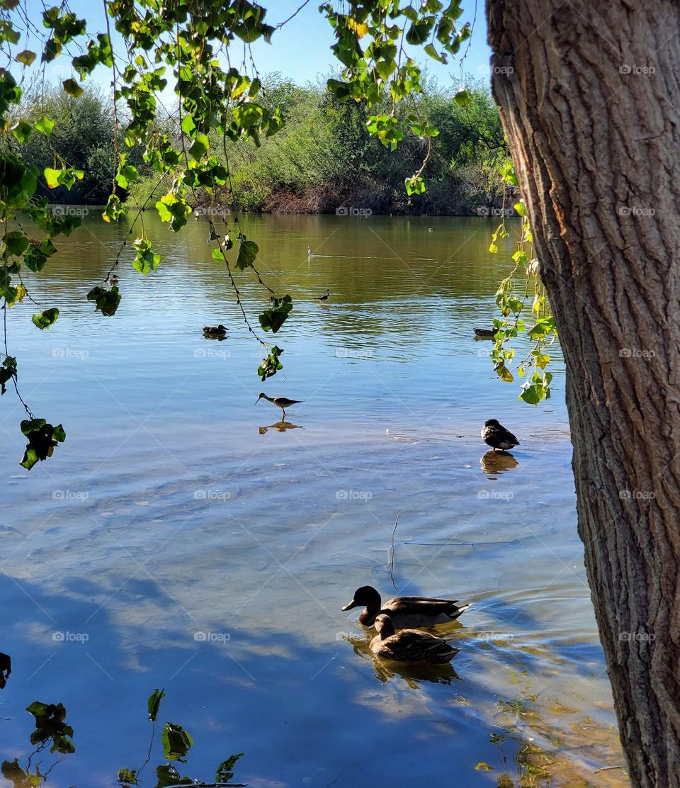 Mallard Ducks on the Lake
