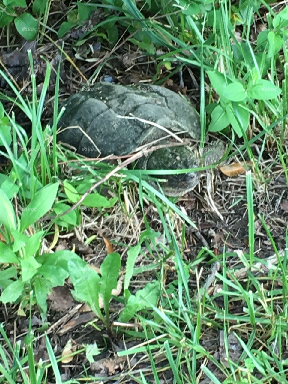 Turtle on the trail