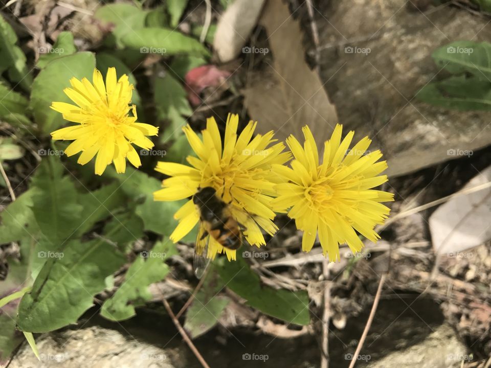 flower with honey bee