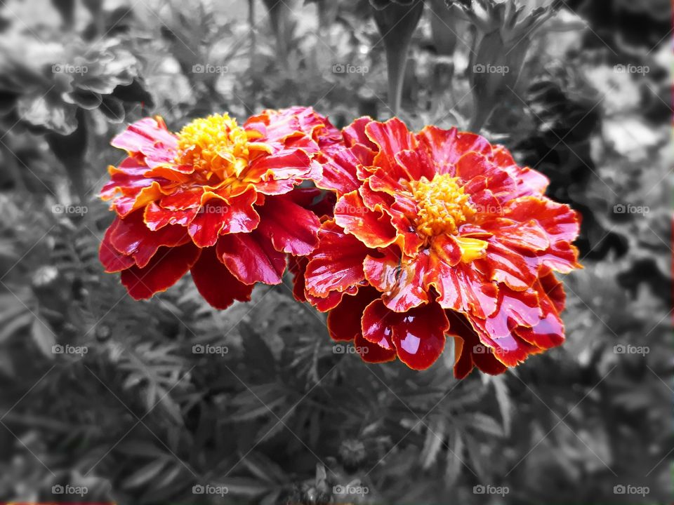 flowers of kadifa kadifica