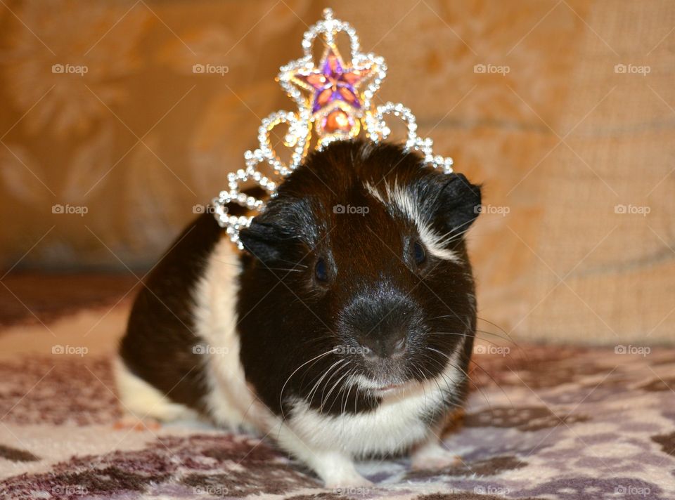 Portrait of guinea pig wearing a crown