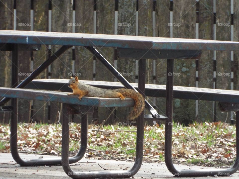 Squirrel on a bench