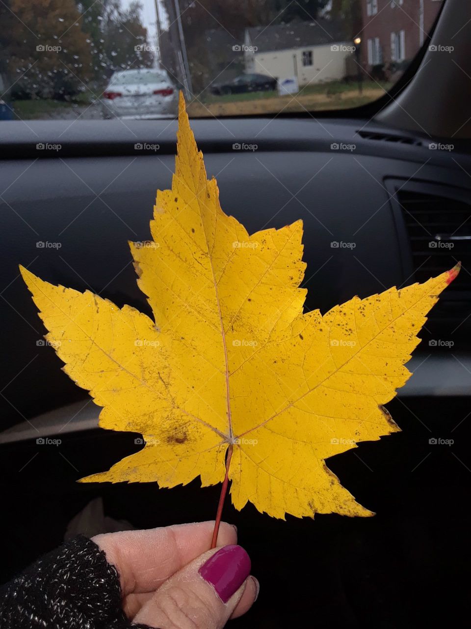 Yellow Maple Leaf