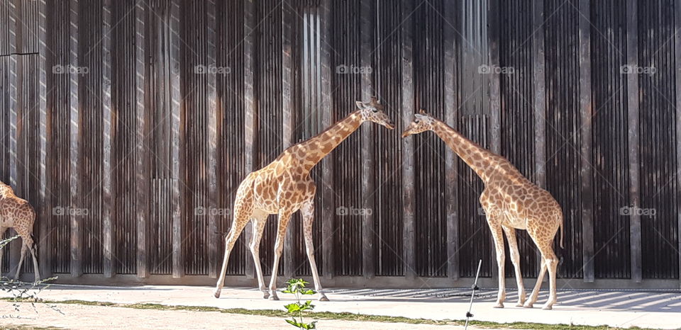 Reconciliation giraffes