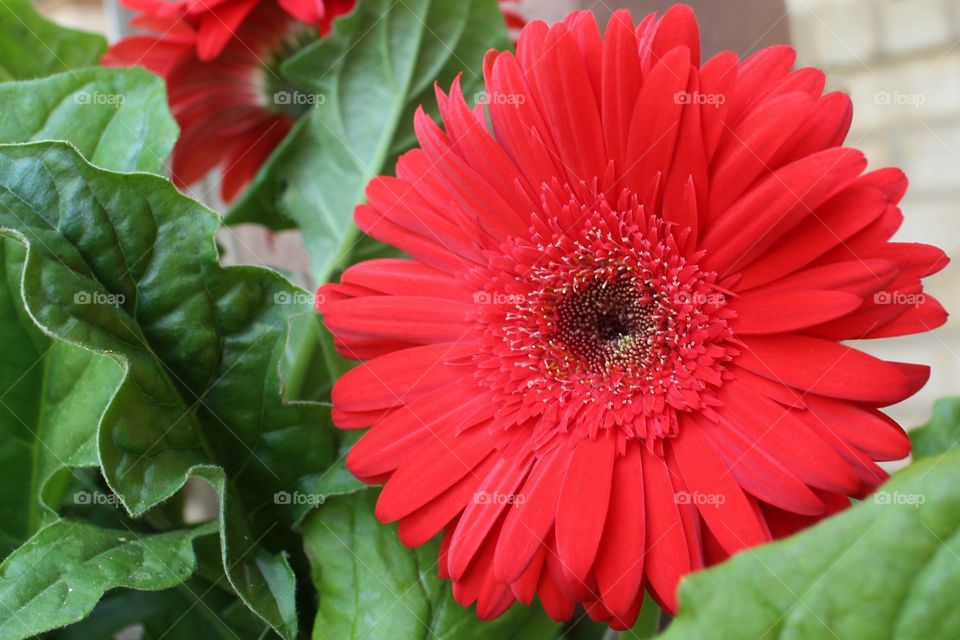 Close-up of red flower