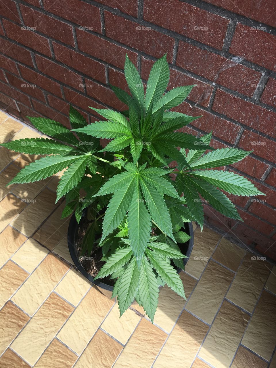 Legal weed plant in Brugge
