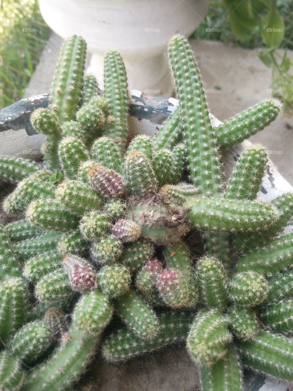 plant potraits flower lover blossoming trees amazing atmosphere environment clean and fresh Air amazing photography 📸 Muneeb bhat