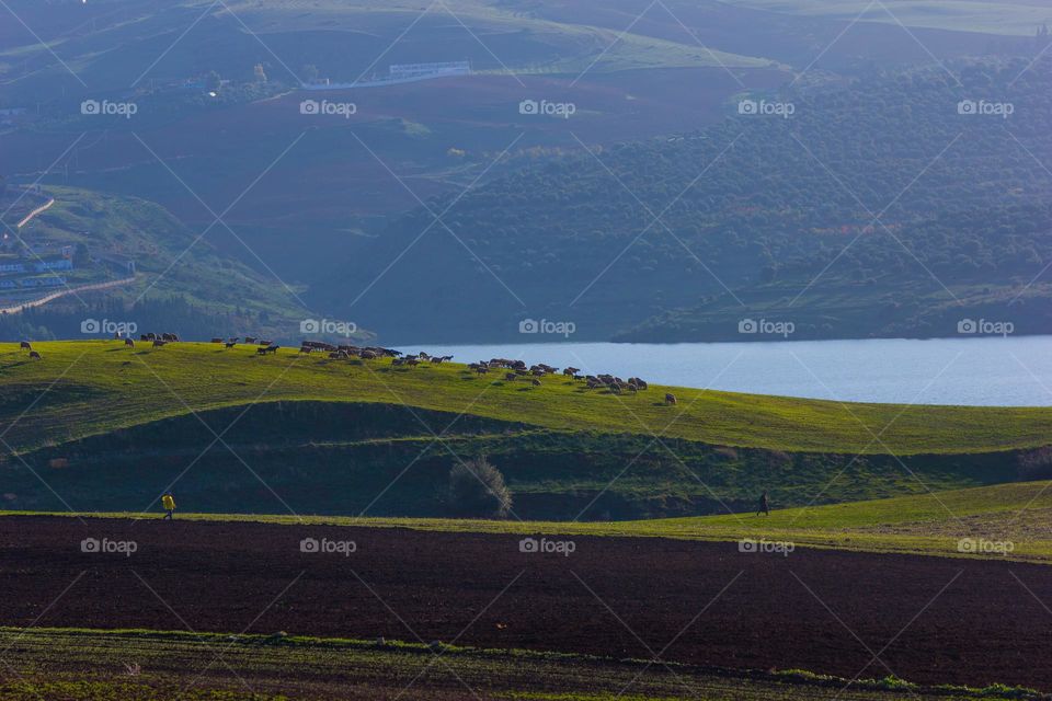 the green meadows in mila city