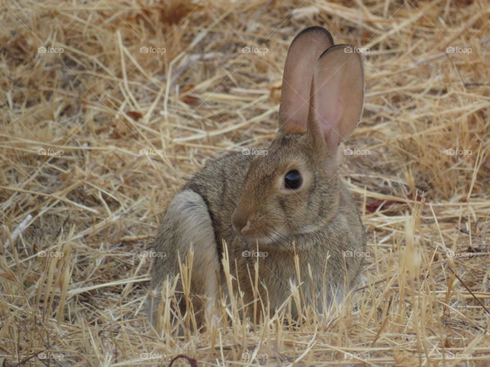 Jackrabbit 