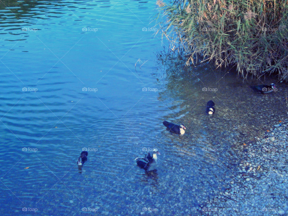 ducks, river and bulrush