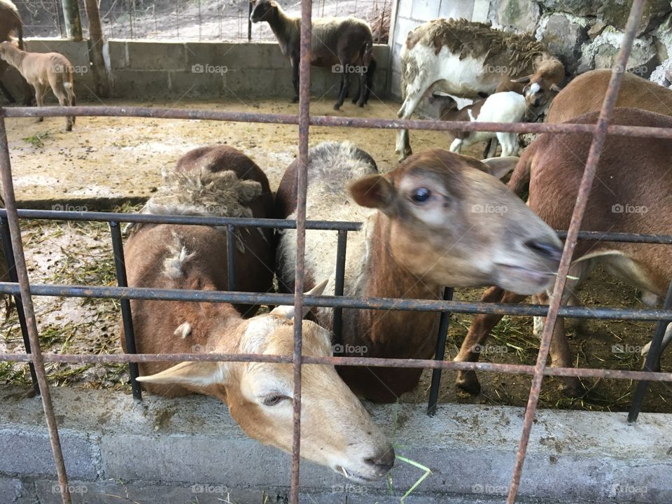 Charming countryside goats