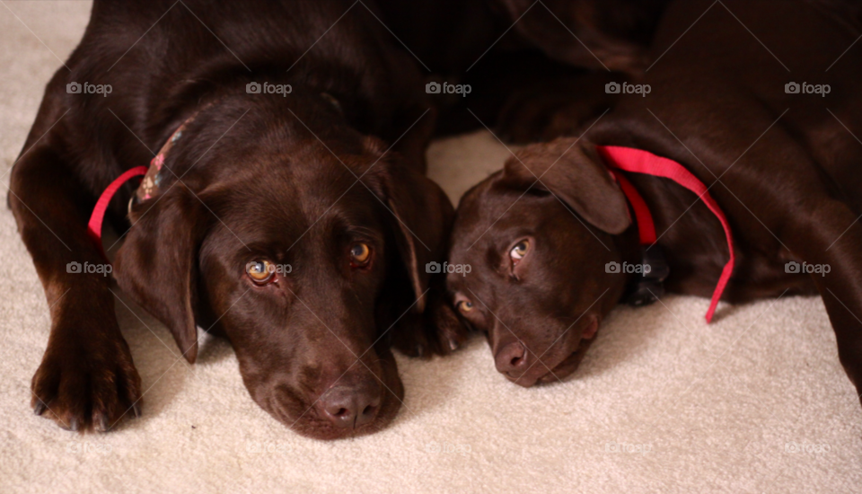 Chocolate Labrador puppy friends