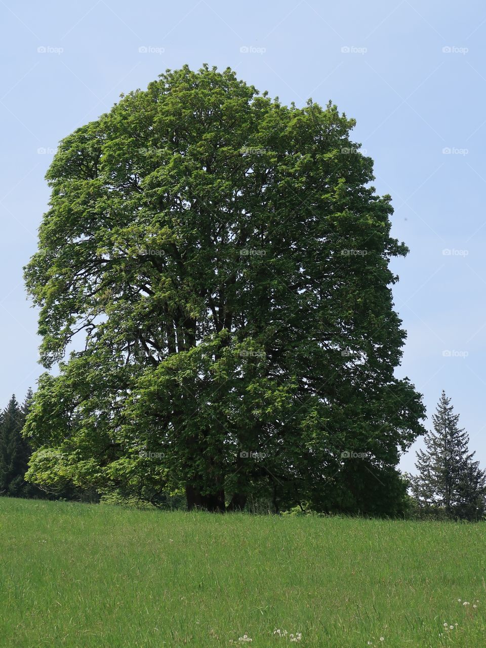 A grand tree on a green hill in Western Oregon on a sunny spring day. 