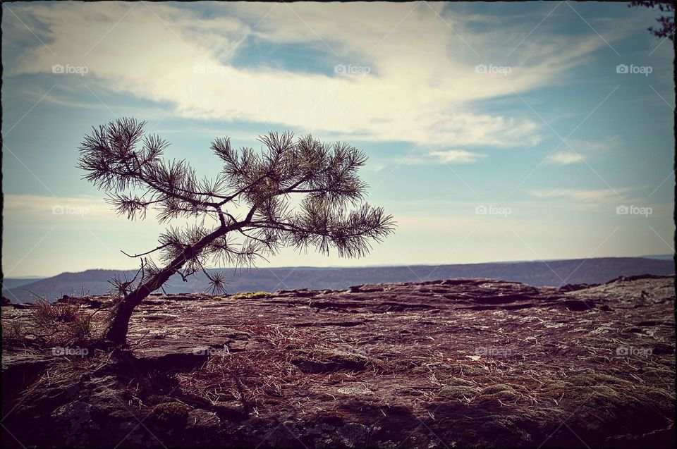 Lone Pine atop a bluff on Petit Jean Mountain, Arkansas