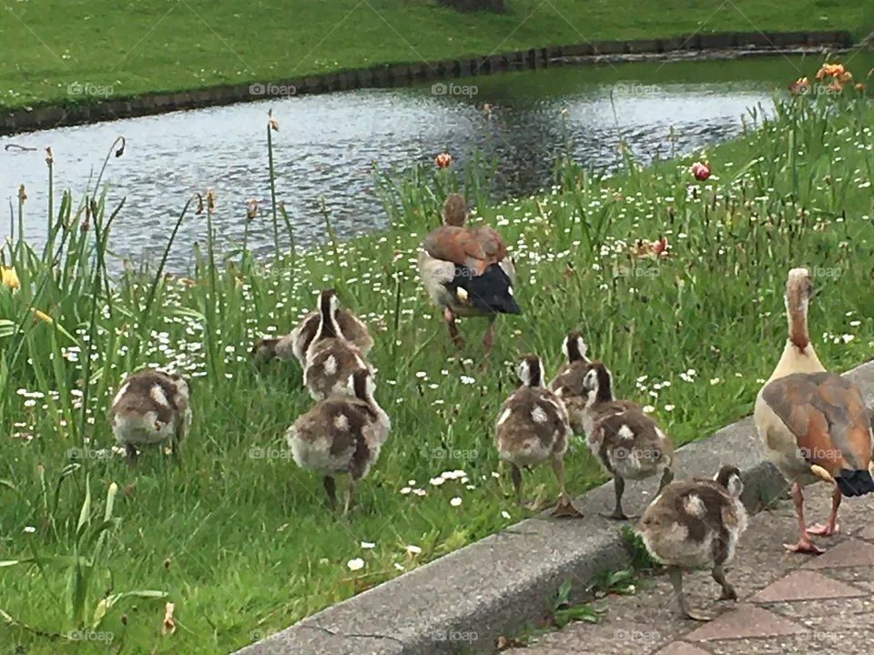 Geese parents with their young