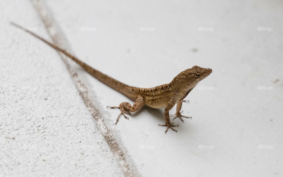 Lizard sunning on the sidewalk 