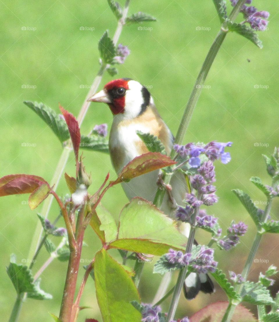 Goldfinch balancing on a rose and lilac coloured salvia
