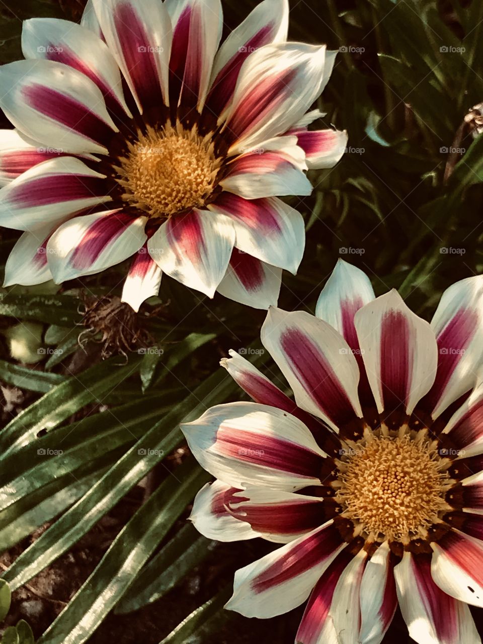 Two colored roses next to each other with muted colors macro