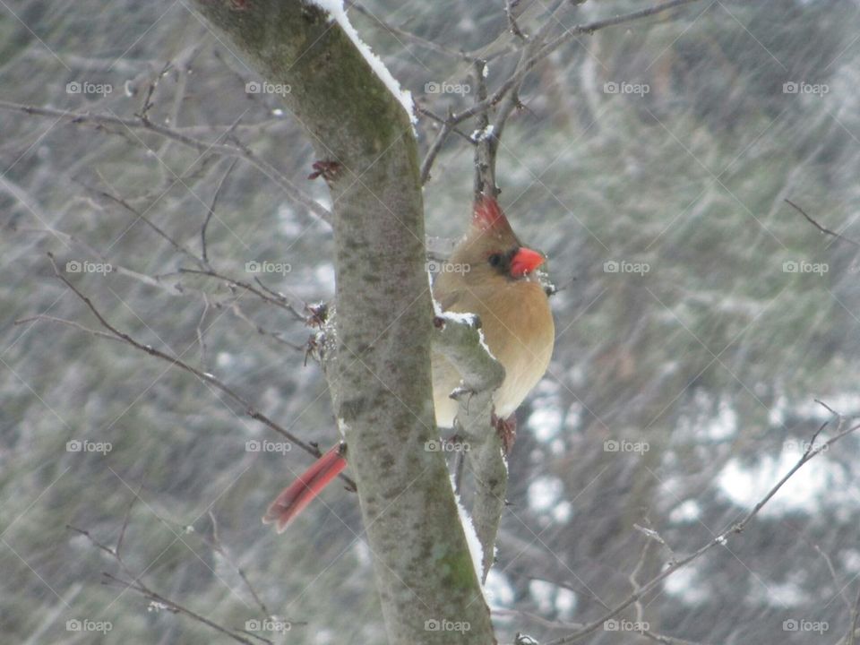 Cardinal in Winter