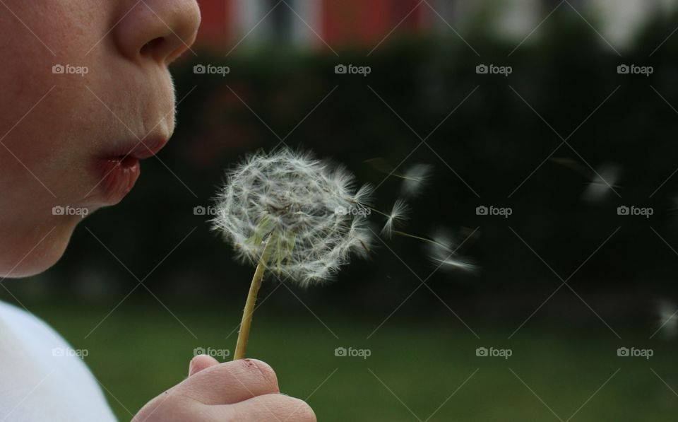 Dandelion clock. What's the time on the dandelion clock?
