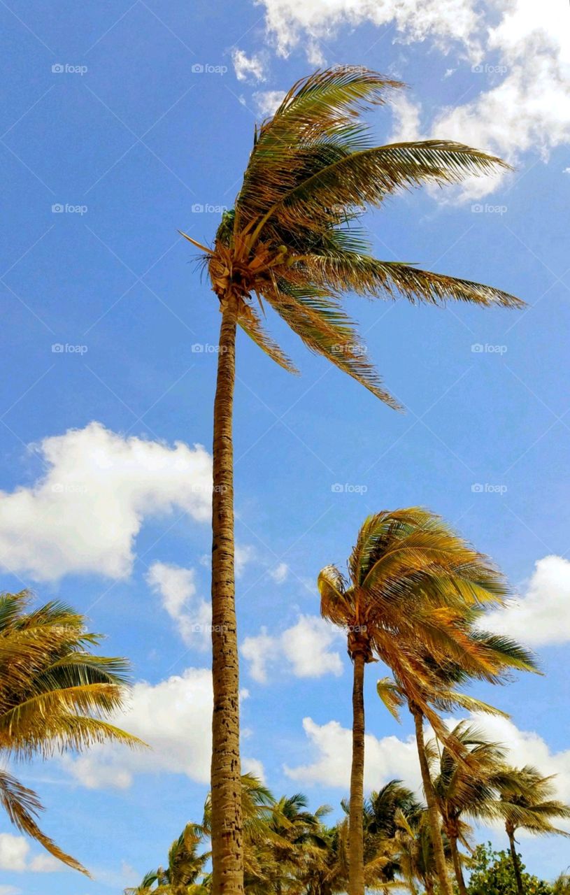 Three palm trees blowing in the wind against a blue sky with pretty clouds. Photo taken looking up at these palms.🌴🌴🌴