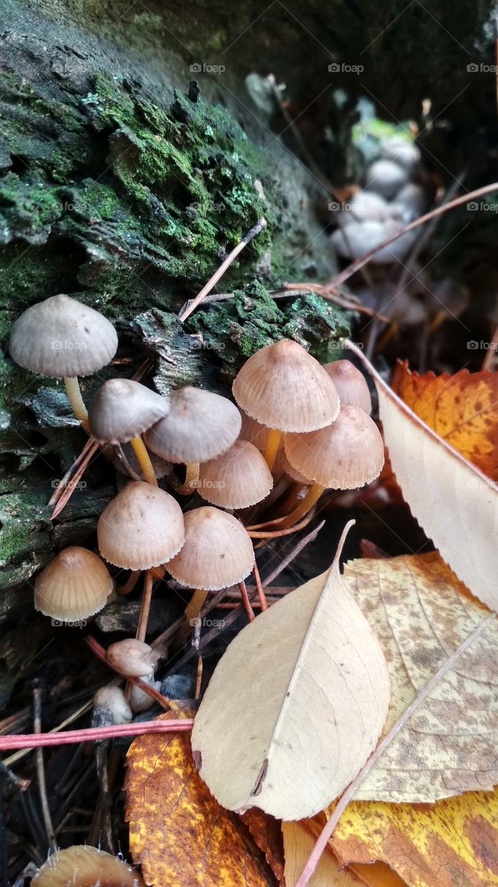 Forest mushrooms