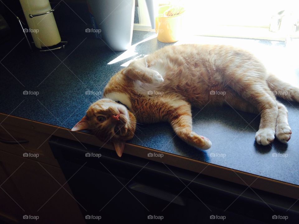 Cat lying on kitchen counter