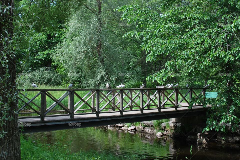 Bridge in park 
