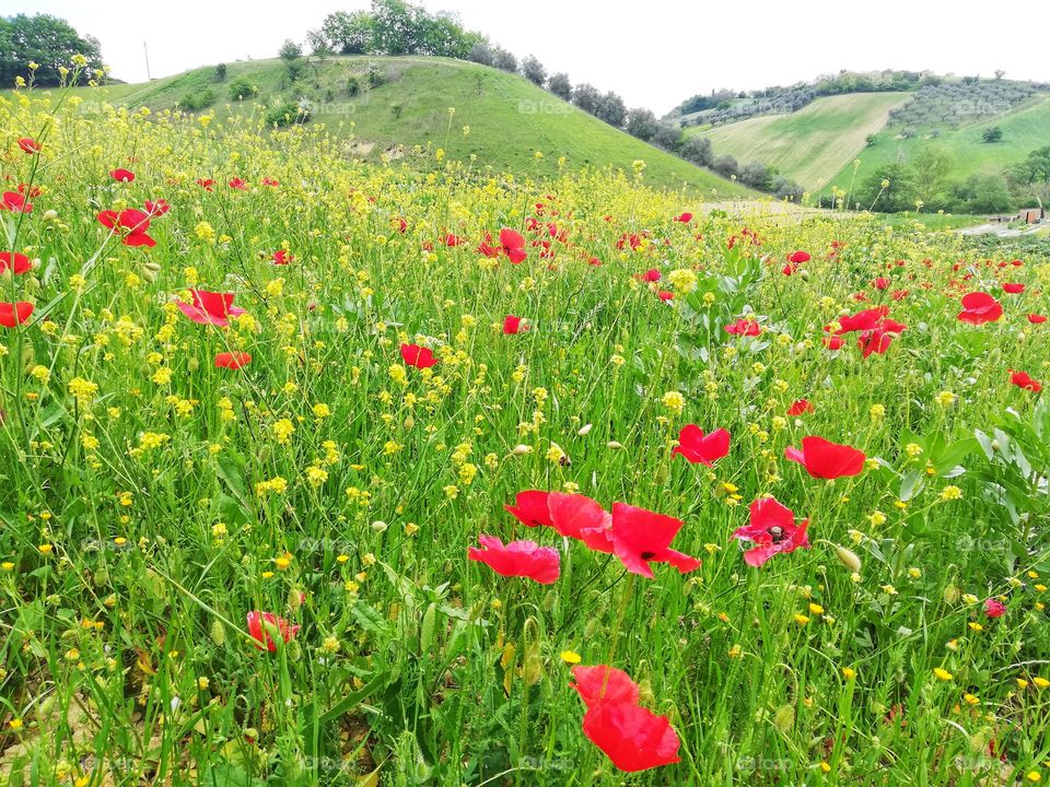 Poppy field and green hills