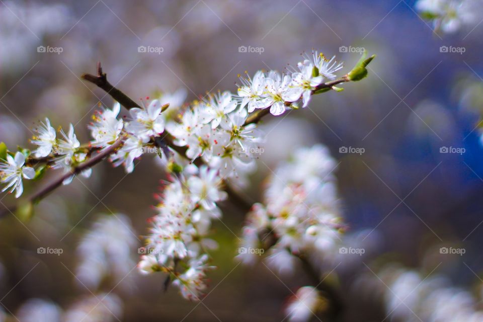 Spring flowers