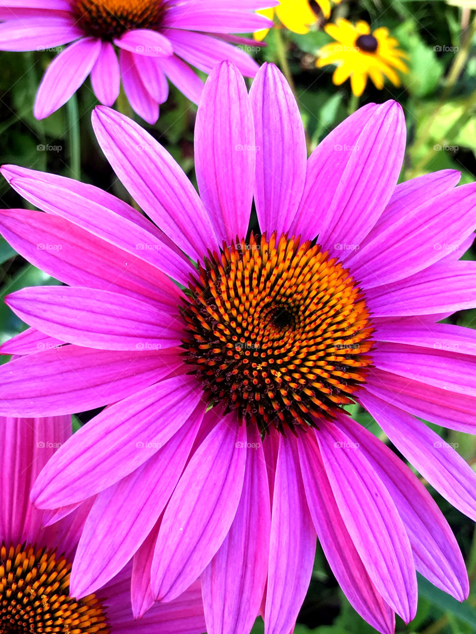 Close-up of beautiful pink flower in bloom
