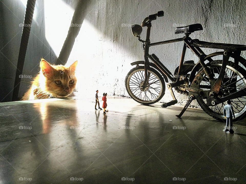 From the world of liliput, the cat of prey